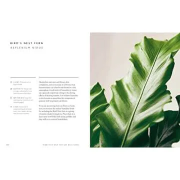 The Healing Power of Plants: The Hero Houseplants That Will Love You Back