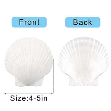 10PCS Large Natural Scallop Shells for Crafting & Decor