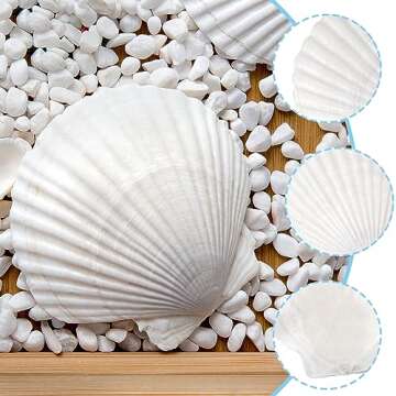 Large Natural Scallop Shells for Crafting & Decor