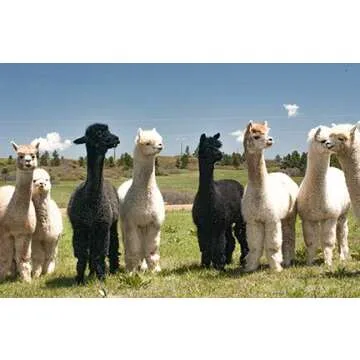 Inca Fashions - Luxurious 100% Baby Alpaca Scarf - Ultimate Softness - Classics for Men & Women (Ripe Peach)