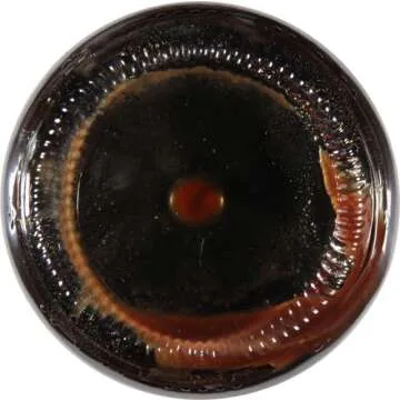 Kikkoman Teriyaki Marinade & Sauce for Flavorful Cooking