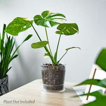 Phoenix Vine 6.5 InchClear Acrylic Planter Pot with Tray, Orchid Pot with Drainage Holes, Deep Saucer for Bottom Watering, Transparent Containers for Indoor Plants, Herbs, Set of 2, 91-A-F-2