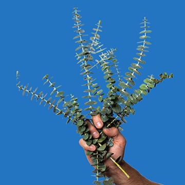 Poo-Pourri Toilet Spray for Odor-Free Bathroom Enjoyment