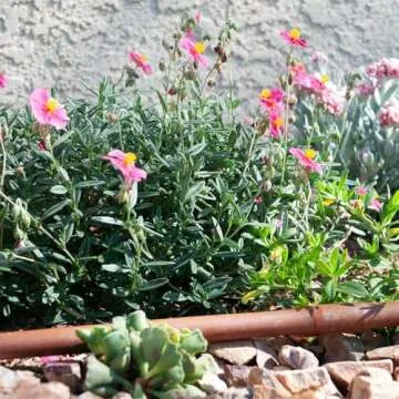 DIG A1-112P 17 MM EXCEL PCD Dripline with two outlets, 100 ft .95 GPH, 12 in. Spacing, for even irrigation uniformity along the dripline (.570 in. ID x .670 in. OD), Brown