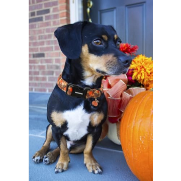 DOGWONG Fall Pumpkin Dog Collar for Stylish Dogs