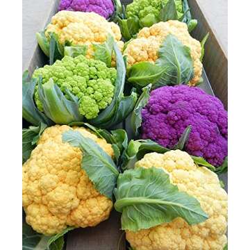 Cauliflower Mix Seeds: Heirloom NON-GMO 4 Varieties