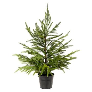 Delightful 2ft Norfolk Pine Tabletop Tree for Holidays