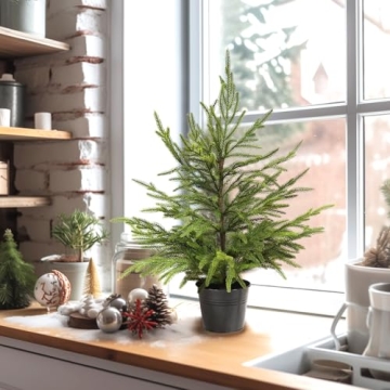Delightful 2ft Norfolk Pine Tabletop Tree for Holidays