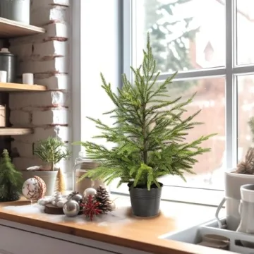 Delightful 2ft Norfolk Pine Tabletop Tree for Holidays