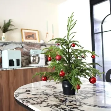 Delightful 2ft Norfolk Pine Tabletop Tree for Holidays