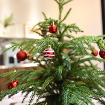 Delightful 2ft Norfolk Pine Tabletop Tree for Holidays