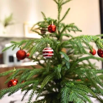 Delightful 2ft Norfolk Pine Tabletop Tree for Holidays