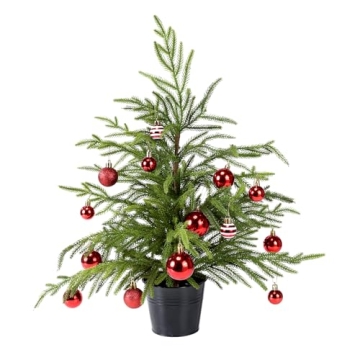 Delightful 2ft Norfolk Pine Tabletop Tree for Holidays