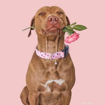 Stylish Faygarsle Dog Collar for All Dogs in Heart Print