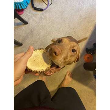 Perfect Pet Chews Elk Antler Burr Dog Chew - Grade A, All Natural, Organic, and Long Lasting Treats - Made from Naturally Shed Antlers in The USA (Medium Regular Treat)