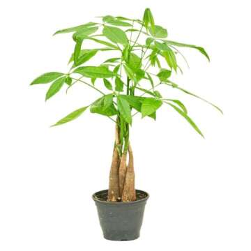 Rooted Money Tree, Pachira Aquatica, Live, Live Indoor, Home Decor, Easy to Grow, Easy to Care, Outd...