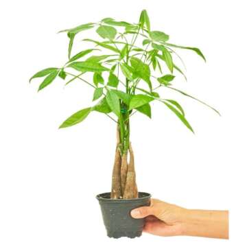 Rooted Money Tree, Pachira Aquatica, Live, Live Indoor, Home Decor, Easy to Grow, Easy to Care, Outdoor Garden Gift and Low Maintenance Houseplant (4")