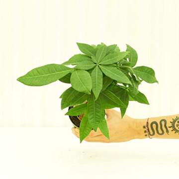 Rooted Money Tree, Pachira Aquatica, Live, Live Indoor, Home Decor, Easy to Grow, Easy to Care, Outdoor Garden Gift and Low Maintenance Houseplant (4")