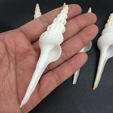 PEPPERLONELY 5 PC Pretty White Spindle Sea Shells, 3 Inch ~ 4 Inch