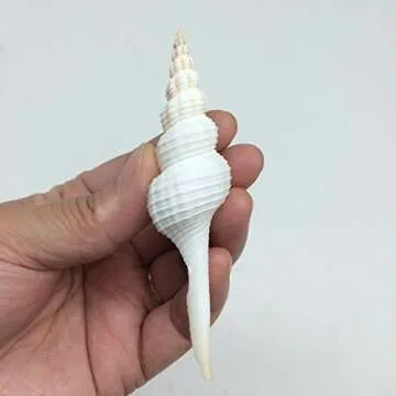 PEPPERLONELY 5 PC Pretty White Spindle Sea Shells, 3 Inch ~ 4 Inch