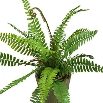 Lifelike SHACOS Artificial Potted Boston Fern Set of 2