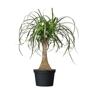 American Plant Exchange Ponytail Palm for Home Decor