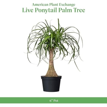 American Plant Exchange Ponytail Palm for Home Decor