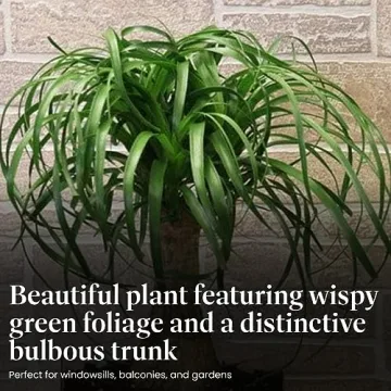 American Plant Exchange Ponytail Palm for Home Decor