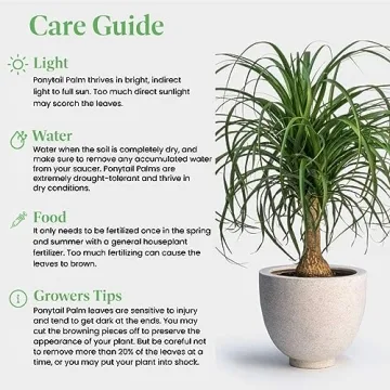 American Plant Exchange Ponytail Palm for Home Decor