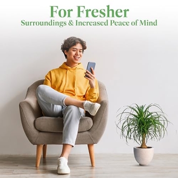 American Plant Exchange Ponytail Palm for Home Decor