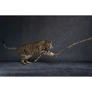 CAT DANCER Jungle Cat Wand (Pack of 2), Charmer Interactive Cat Toy, Safe Teaser Wand for Indoor Cats & Kittens, Flexible Exercise Toy Made of Multicolor Fabric Ribbon, For Medium Breeds