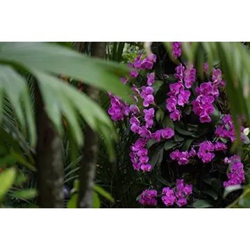 Sony SEL55210 E 55-210mm F4.5-6.3 OSS E-mount Wide Zoom Lens - Silver (Renewed)