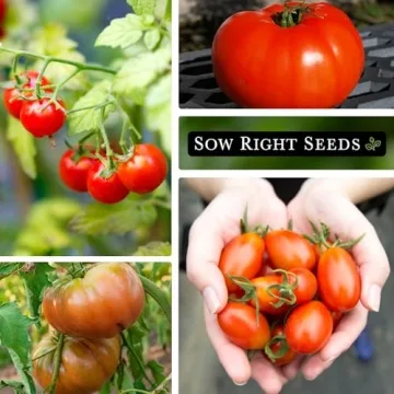 Sow Right Seeds Classic Tomato Seed Collection Heritage Varieties
