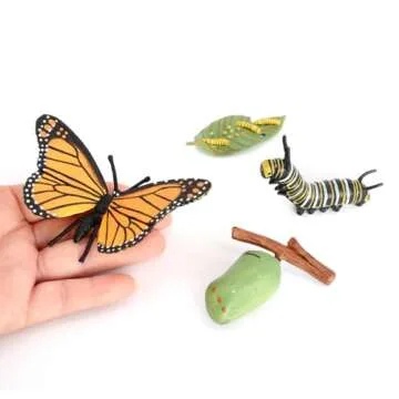 Butterfly Growth Cycle, Animal Growth Cycle Biological Model, Growth Stage Lifelike Butterfly Life Cycle Model Set for Kids Education Insect Themed Party Favors