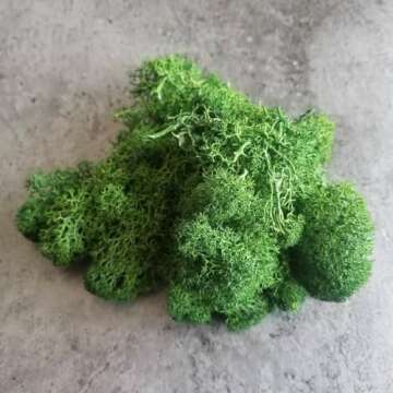 prefleur Preserved Reindeer Craft Moss Natural Green DIY Kit Gardenning Art Wall Decor Florist Easter Table Decor Wedding Decor (0.85lb)(Green-02)