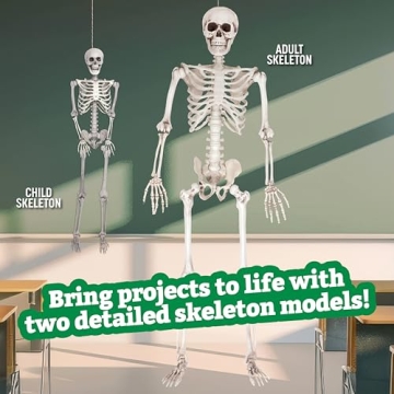 Life Size Skeleton Model for Halloween & Anatomy Use