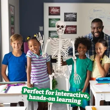 Life Size Skeleton Model for Halloween & Anatomy Use