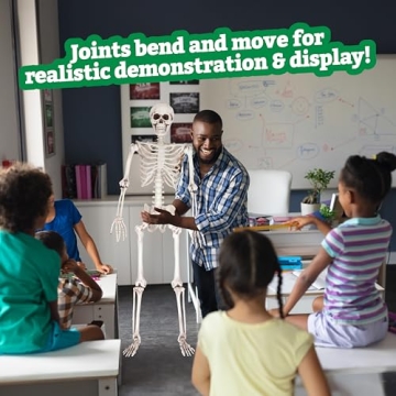 Life Size Skeleton Model for Halloween & Anatomy Use
