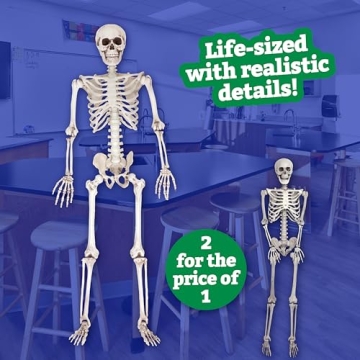Life Size Skeleton Model for Halloween & Anatomy Use