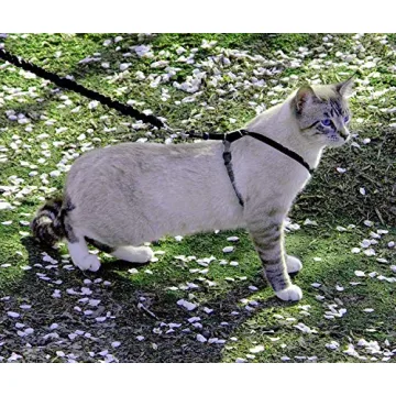 PetSafe Come With Me Kitty Harness for Safe Cat Walks
