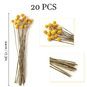20 PCS Dried Golden Ball Billy Balls for Home Decor