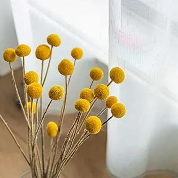 20 PCS Dried Golden Ball Billy Balls for Home Decor