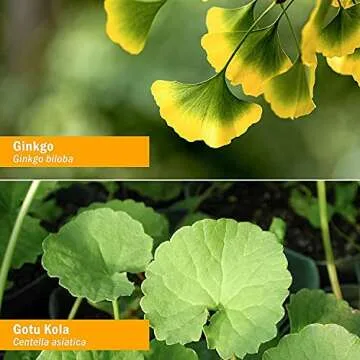 Herb Pharm Organic Nootropic Brain & Memory Supplement with Ginkgo Biloba Liquid Extract: Fast Absorption for Mental Focus Support, Ginkgo Supplement, Vegan, Gluten-Free, Non-GMO, 1 Oz