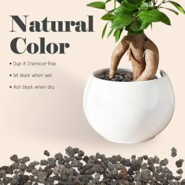 Bonsai Jack Lava Rock Additive for Cacti and Plants