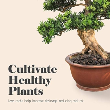 Bonsai Jack Lava Rock Additive for Cacti and Plants