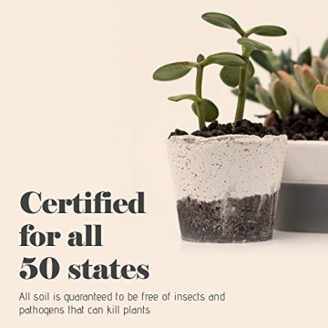 Bonsai Jack Lava Rock Additive for Cacti and Plants