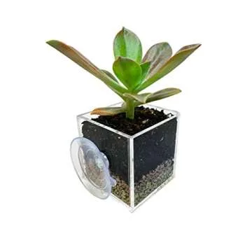 Kurraba Transparent Square Suction Cup Plant Pot