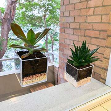 Kurraba Transparent Square Suction Cup Plant Pot