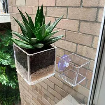 Kurraba Transparent Square Suction Cup Plant Pot