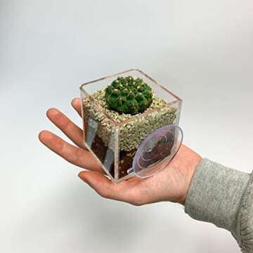 Kurraba Transparent Square Suction Cup Plant Pot